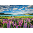 Cargar imagen en el visor de la galería, Lupins At Lake Tekapo - 1500 pièces
