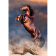 Cargar imagen en el visor de la galería, Wild Red Stallion - 500 pièces
