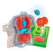 Cargar imagen en el visor de la galería, Kit Anatomía Squishy Organs
