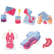 Cargar imagen en el visor de la galería, Kit Anatomía Squishy Organs
